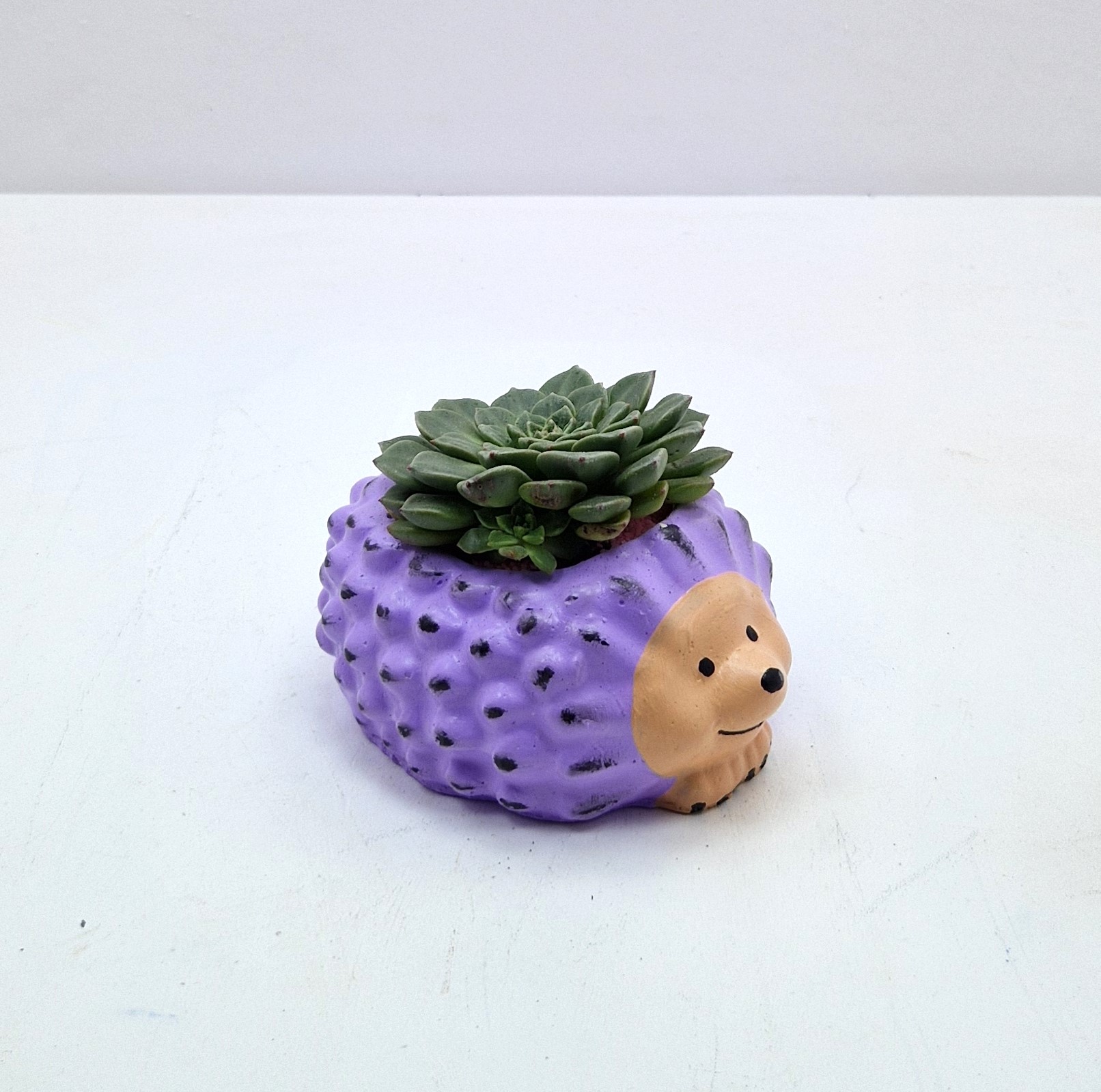 kirpi
